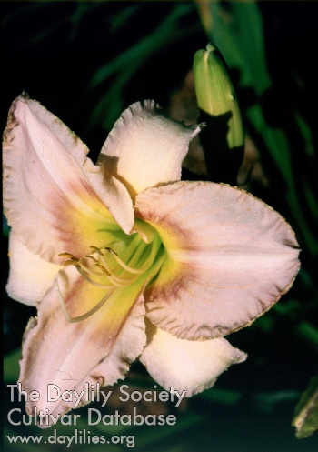 Sagamore Terry AHS image