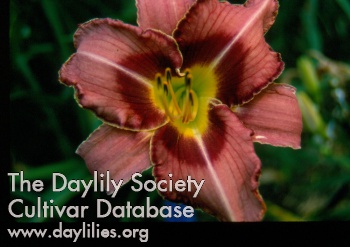 Purple Edger AHS image