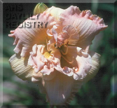 Two Sisters AHS image