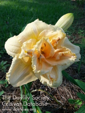 Sasaparilla Ruffles AHS image