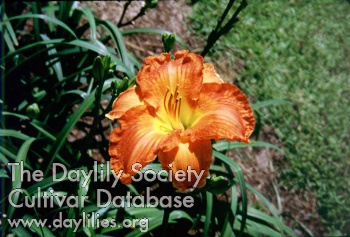 Lana Ishee AHS image