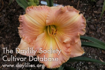 Rose Mary Dixon AHS image