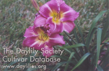 Miss Darby AHS image