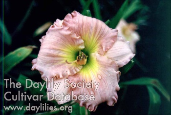Prairie Peach Ruffles AHS image