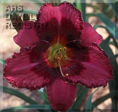 Wishful Eyes AHS image