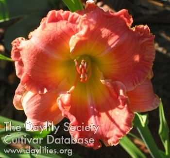 Texas Morning Melody AHS image