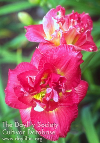 Rose Storm AHS image