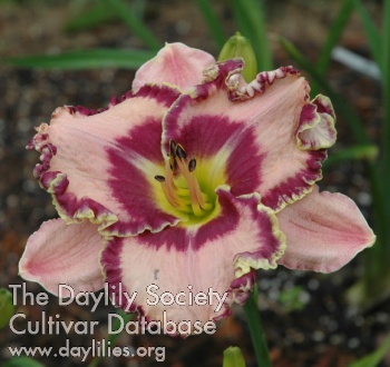 Hemmed in Purple AHS image