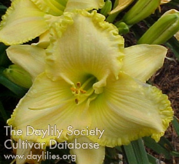 Squash Dolly AHS image