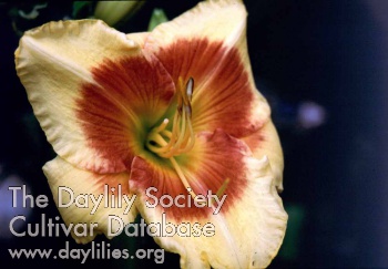 Forsyth Eye Spy AHS image