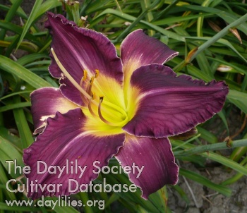 Purple Serenity AHS image