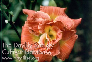 Double Peach Schnapps AHS image