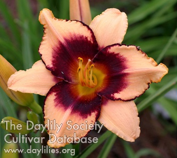 Winyah Dark Edge AHS image