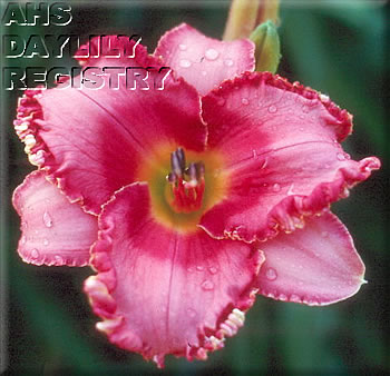Pink Dream Treasure