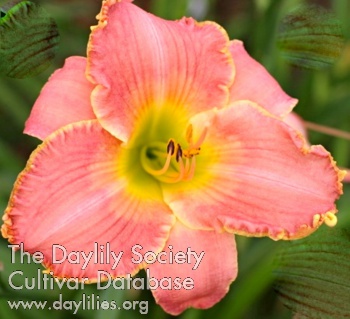 Val Manley AHS image