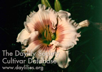 Dabo Girl AHS image