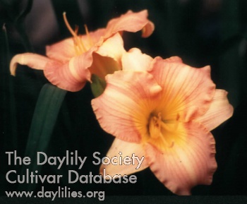 Gary L. Willis Memorial AHS image