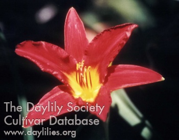 Lone Star of California AHS image
