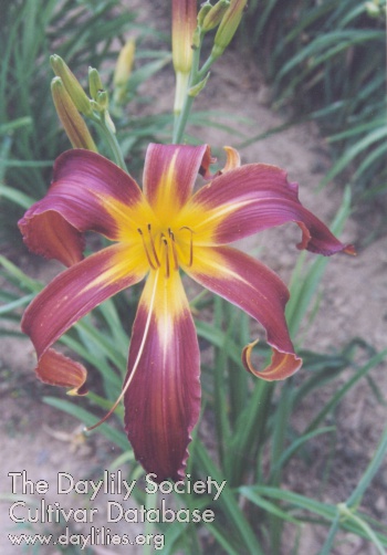 Red Rueben Stephens AHS image