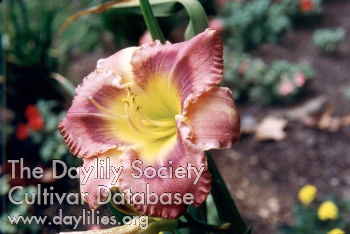 Helen Catherine AHS image