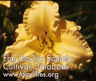 Pineapple Daiquiri AHS image