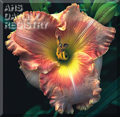 Nothing Beautiful Lasts AHS image