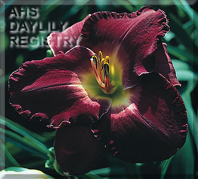 Venetian Royalty AHS image