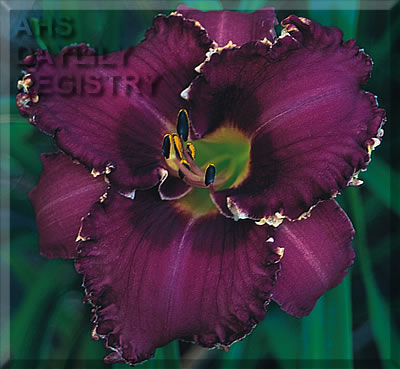 Nature's Showman AHS image