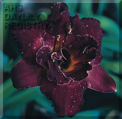 Regal Puzzle AHS image