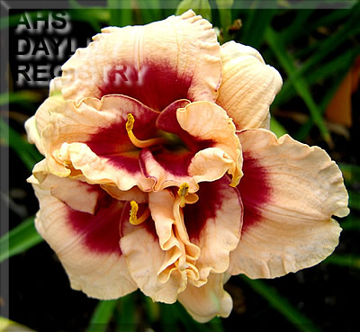O Canada AHS image