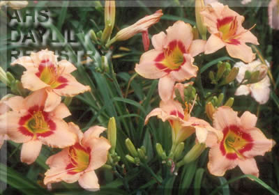 Iowa Caper AHS image