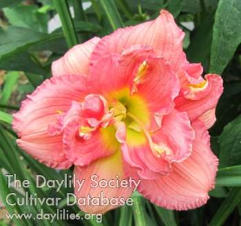 Rachel's Rosebud