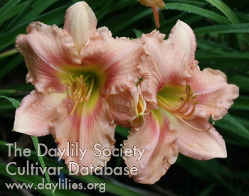 Shelby Pink Echoes AHS image