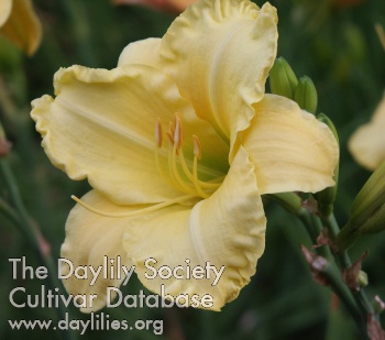 Shelby Golden Glory AHS image