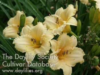 Shelby Mellow Yellow AHS image