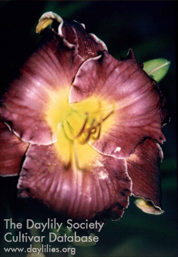 Bee's Norville Morgan AHS image
