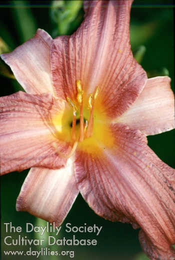 Simple Unua