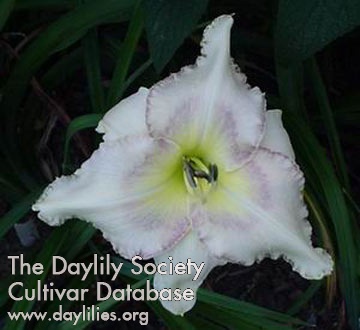 Walleyed White AHS image