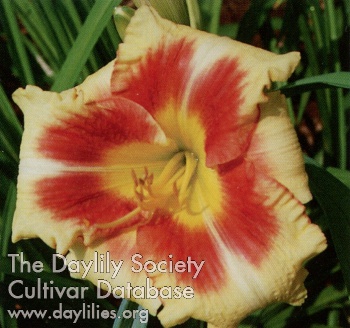 Dollie Stephens AHS image
