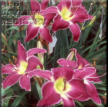 Fe, Fi, Foe, Fum AHS image