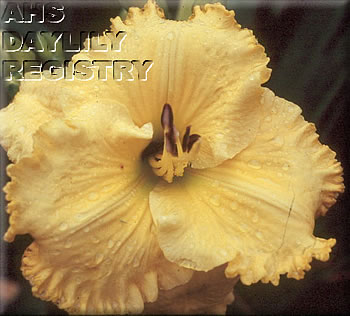 Midas Magic AHS image