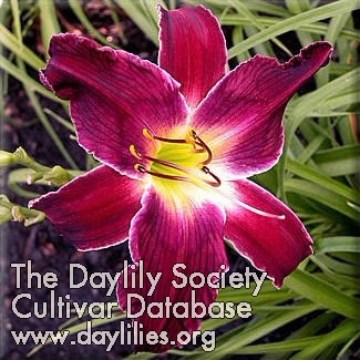 Chocolate Cherry Dreams AHS image