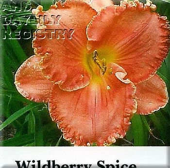 Wildberry Spice AHS image