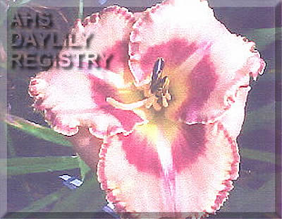 Carolina Love Potion AHS image