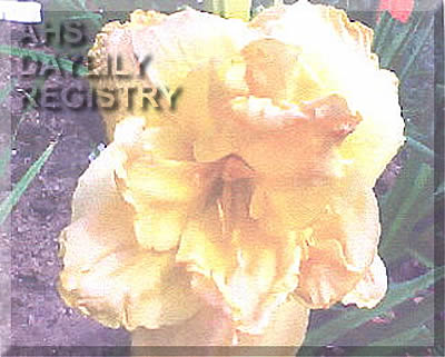 Carolina Double Take AHS image