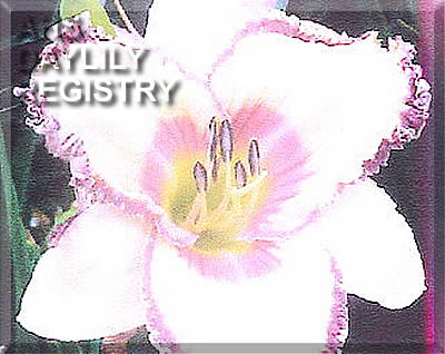 Wildberry Sorbet AHS image