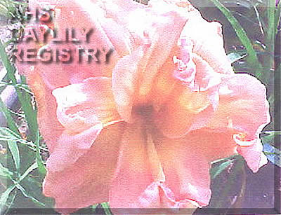 Carolina Coastal Breeze AHS image
