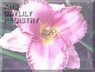 Carolina Double Edge AHS image