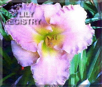 Pink Snow Cream AHS image