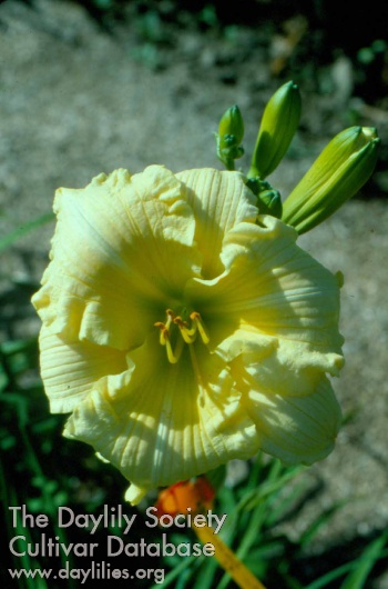 Ruffles and Seams AHS image